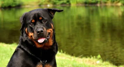 ¡Cuida su salud! Estas son las enfermedades más comunes en los rottweiler