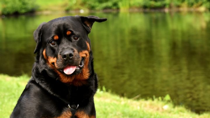 ¡Cuida su salud! Estas son las enfermedades más comunes en los rottweiler