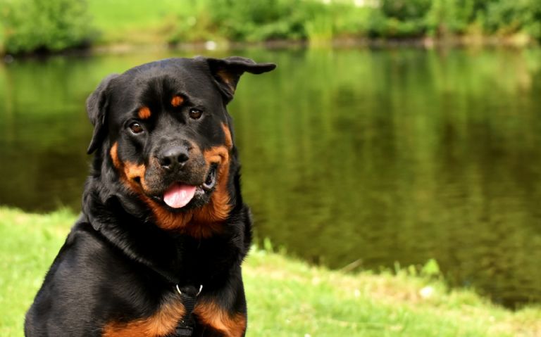 Acusan a una mujer por tener relaciones con un perro rottweiler
