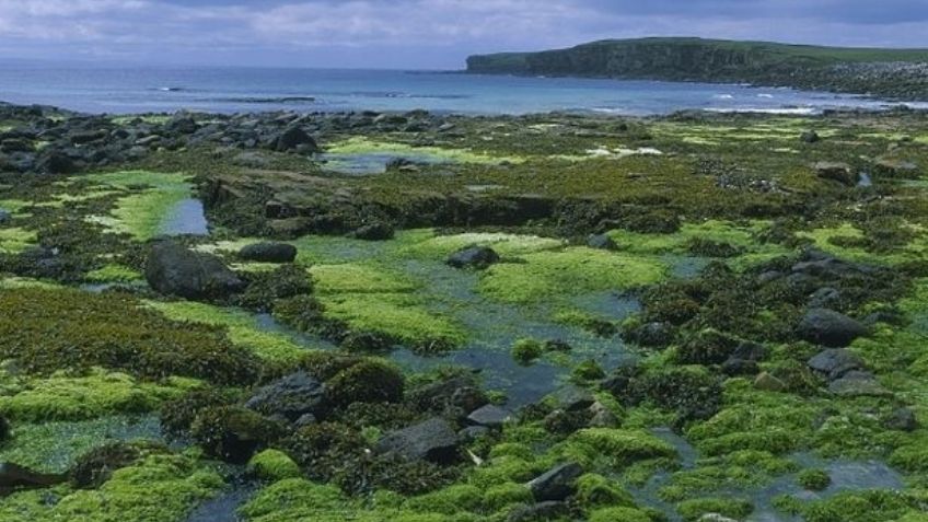 Tragedia: Guardia Costera rescata el cadáver de un pescador de 64 años que cayó al mar