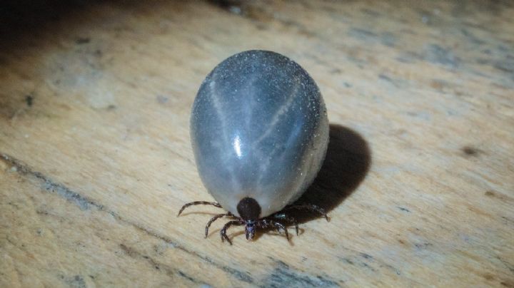 ¡Alerta en EU! Reportan incremento de babesiosis; la transmiten las garrapatas