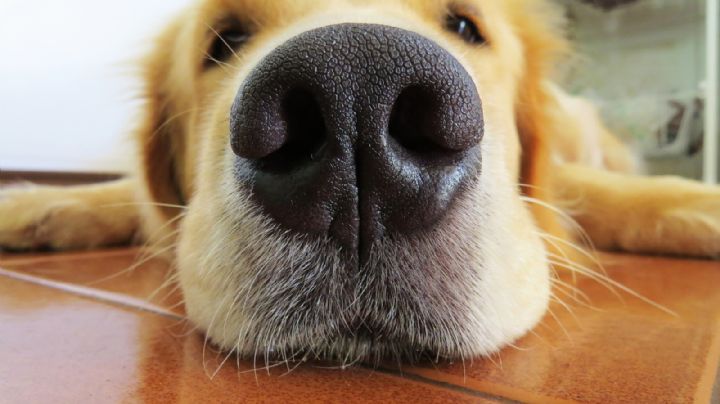 Golden retriever: Conoce las especies de perro que detectarían el olor Covid-19