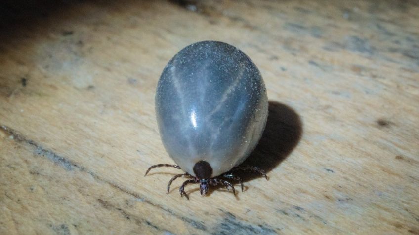¡Alerta en EU! Reportan incremento de babesiosis; la transmiten las garrapatas