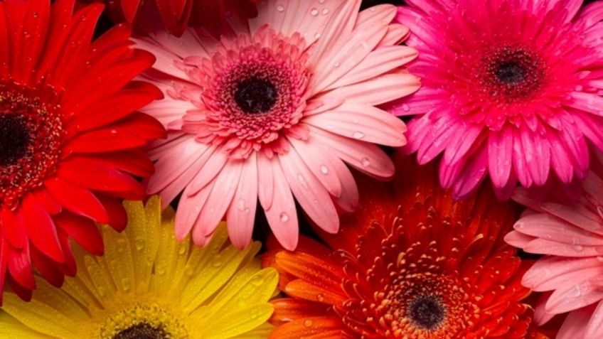 Logra tender el jardín más hermoso con estas flores que puedes cultivar en casa