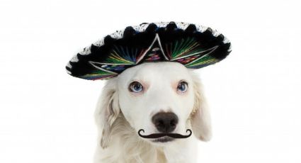 Estos nombres para perros inspirados en la comida mexicana te sacarán muchas risas