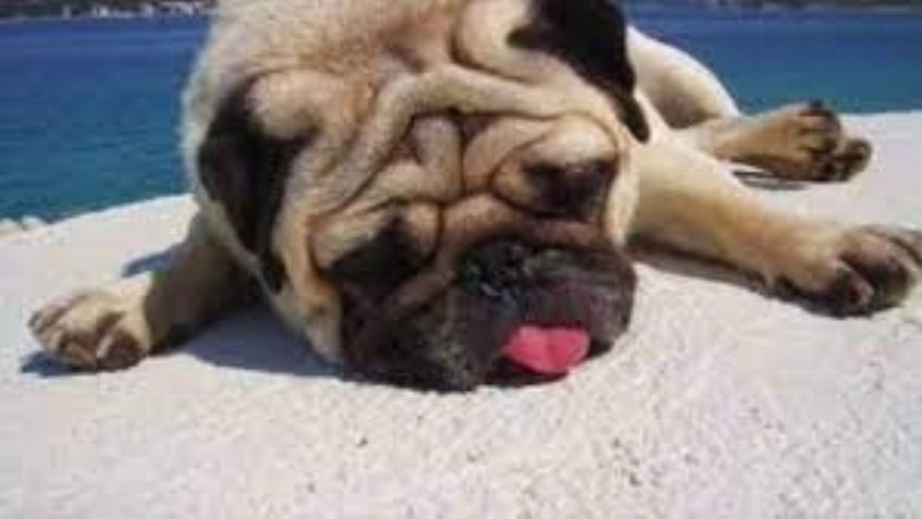 'Pata de Perro' pide no exponer a las mascotas al sol: "Un golpe de calor puede matarlos en 10 minutos"