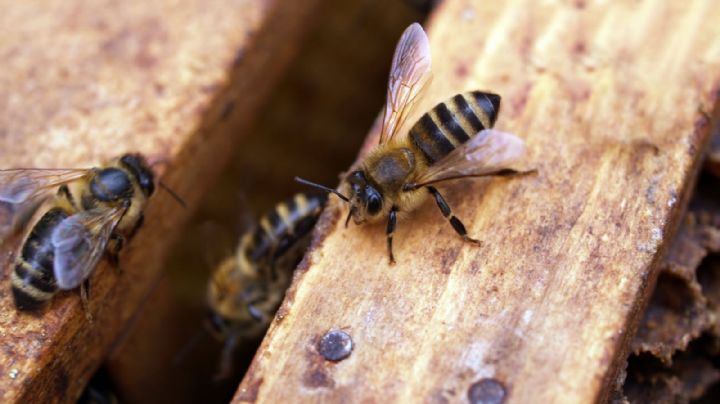 Siempre acompañada: Mujer vive con más de cien mil abejas en la sala de su casa ¡Otra vez!
