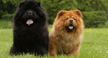 ¿Adoptaste un perro chow chow? Conoce algunos de sus cuidados especiales