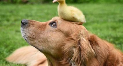 VIDEO: Un Golden Retriever enamora a todo Internet al adoptar a un pato bebé