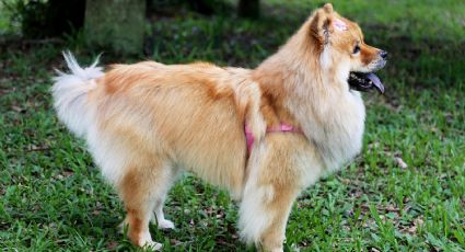 ¡No solo es el Chow Chow! Conoce a las razas de perros más peludas que existen en el mundo