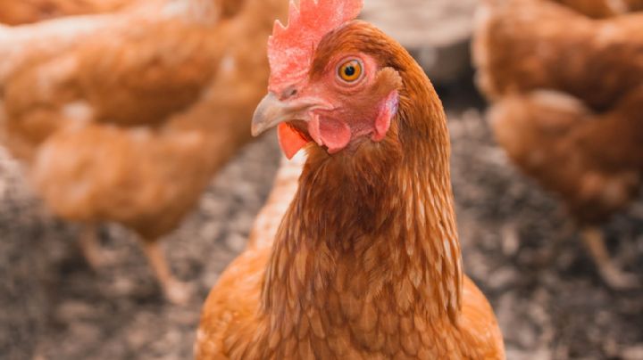 ¿Nueva pandemia? Por primera vez, China registra un hombre contagiado de gripe aviar H10N3