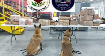 Binomios caninos ayudan a localizar 112 kilos de metanfetamina en una paquetería de Tijuana
