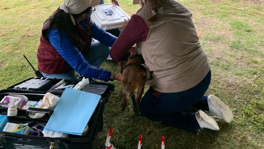 VIDEO: Rescatan a Spike y Spay, los perritos que cayeron en socavón de Puebla