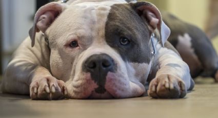 ¿Adoptaste a un pitbull? Descubre algunos nombres para perros que reflejan su fuerza