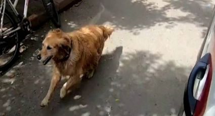 VIDEO: ¡Siempre amigos! Perrito persigue una ambulancia para acompañar a su dueña enferma