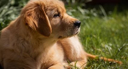 VIDEO: ¡Amor canino! Un Golden Retriever rescata a una marmota y enamora a Internet