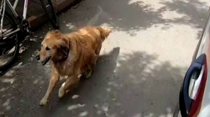 VIDEO: ¡Siempre amigos! Perrito persigue una ambulancia para acompañar a su dueña enferma