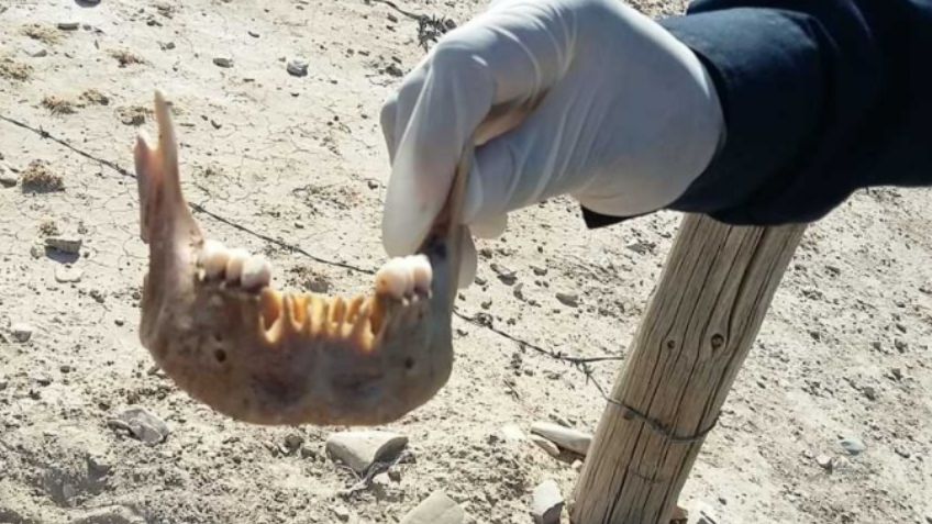 Vecinos encuentran una mandíbula y un fémur; podría tratarse de una persona desaparecida
