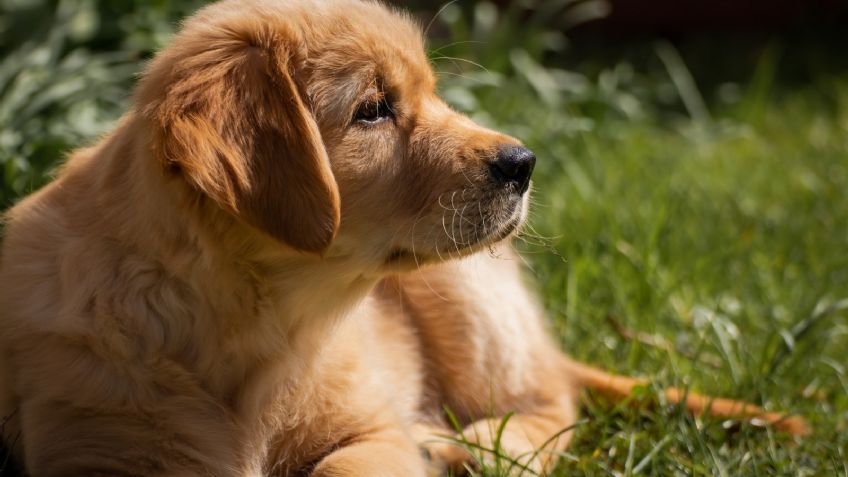 VIDEO: ¡Amor canino! Un Golden Retriever rescata a una marmota y enamora a Internet