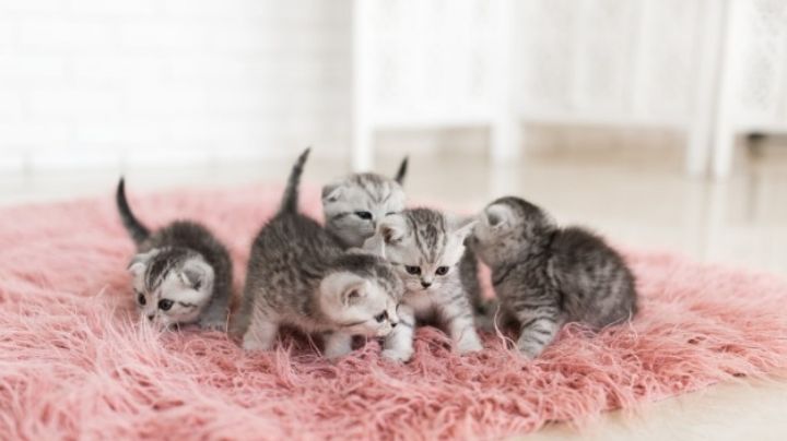 ¿Adoptaste un gato recién nacido? Así es la forma correcta en la que debes alimentarlo