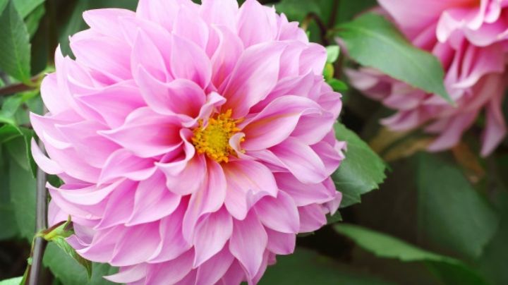 Déjate asombrar por los beneficios que las flores de Dalia le darán a tu salud