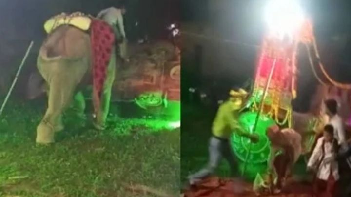 VIDEO: Elefante destroza una boda y se abre paso al estacionamiento para volcar seis autos