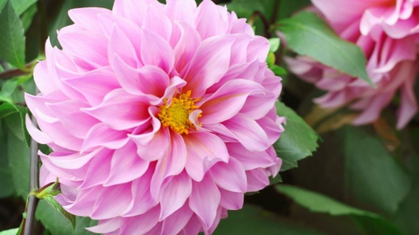 Déjate asombrar por los beneficios que las flores de Dalia le darán a tu salud