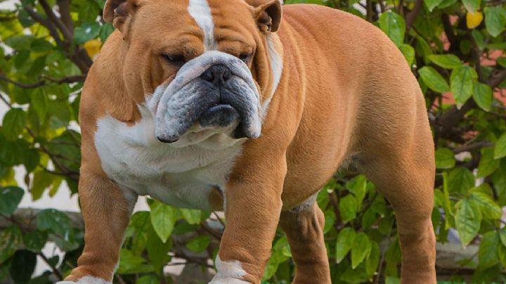Bulldog inglés y otros más: Conoce las razas de perros con problemas de salud