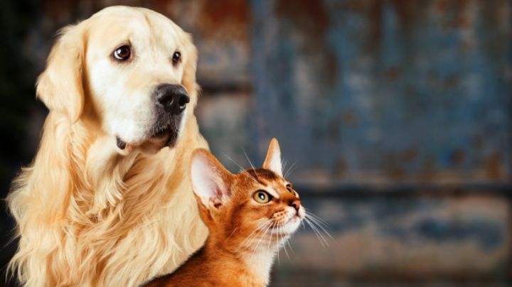 Cuida de tus mascotas con los productos para perros y gatos de Farmacias Guadalajara