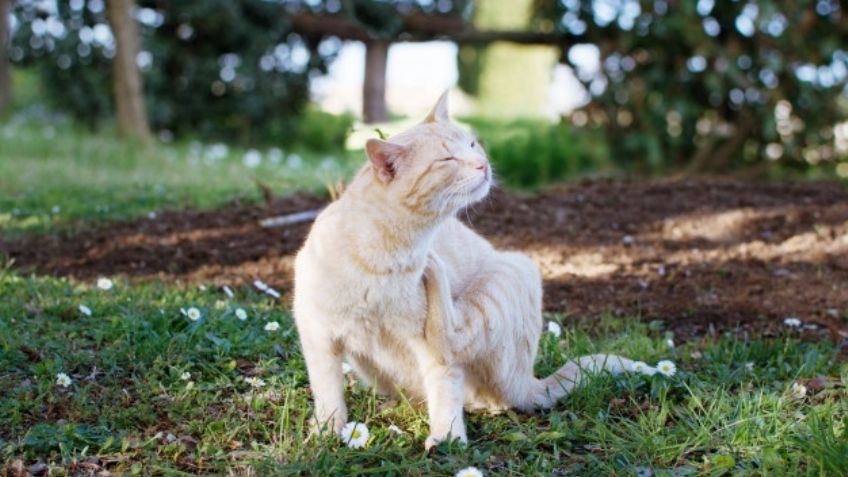 Esto es lo debes hacer si tu gato ha comenzado a rascarse mucho, según la FDA
