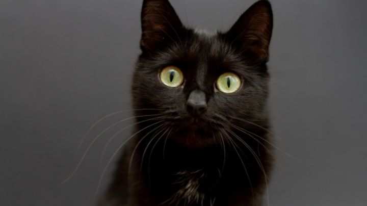 Maravilloso: Así es la forma en la que tu gato ve el mundo, según la ciencia