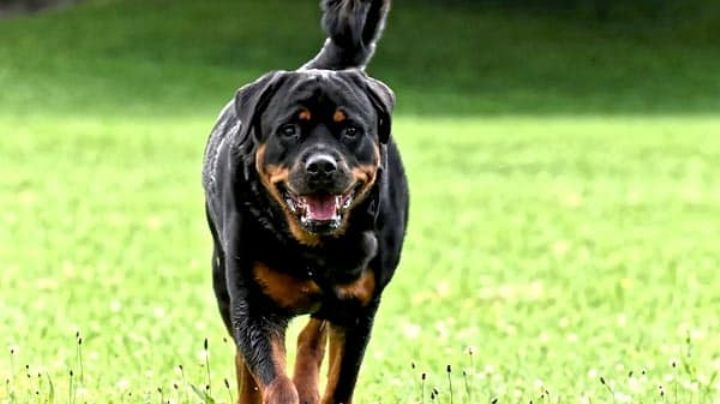 ¡De no creerse! Mujer enfrenta a la justicia por tener relaciones con un perro rottweiler