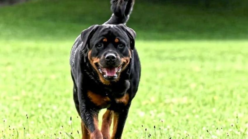 ¡De no creerse! Mujer enfrenta a la justicia por tener relaciones con un perro rottweiler