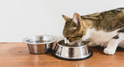 Ten cuidado: No cuidar de la alimentación de tu gato puede tener consecuencias mortales