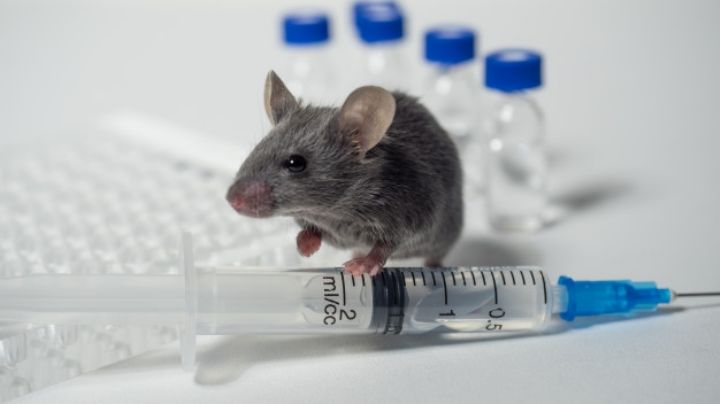 ¡Buenas noticas! Vacuna de ARNm muestra efectividad contra la Malaria