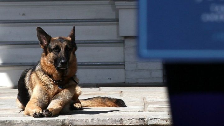 Fallece a los 13 años Champ, uno de los perros del presidente de EU, Joe Biden