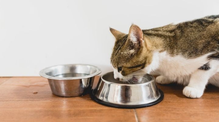 Ten cuidado: No cuidar de la alimentación de tu gato puede tener consecuencias mortales