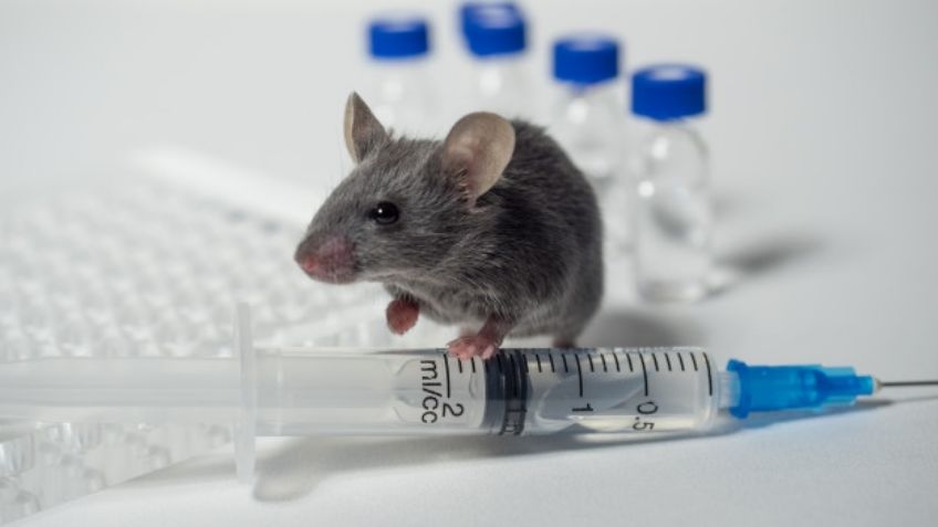 ¡Buenas noticas! Vacuna de ARNm muestra efectividad contra la Malaria