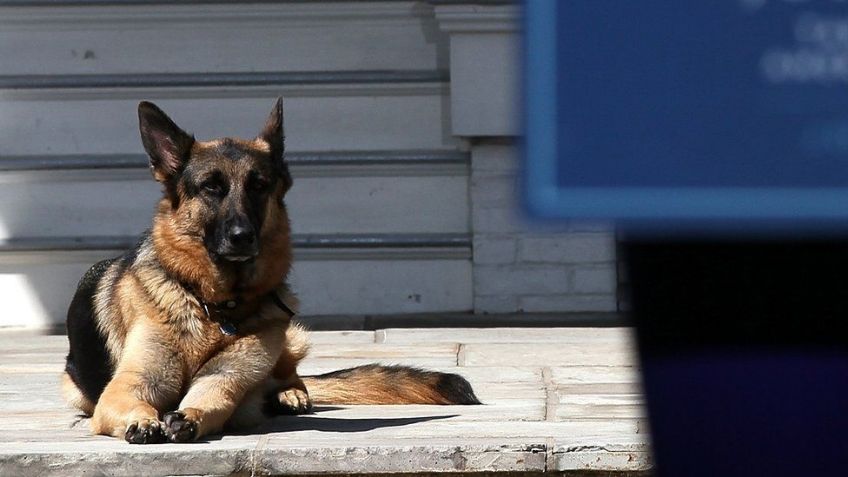 Fallece a los 13 años Champ, uno de los perros del presidente de EU, Joe Biden