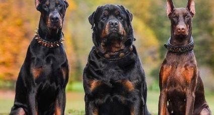 ¡No los confundas! Estas son las diferencias entre un rottweiler y un dóberman