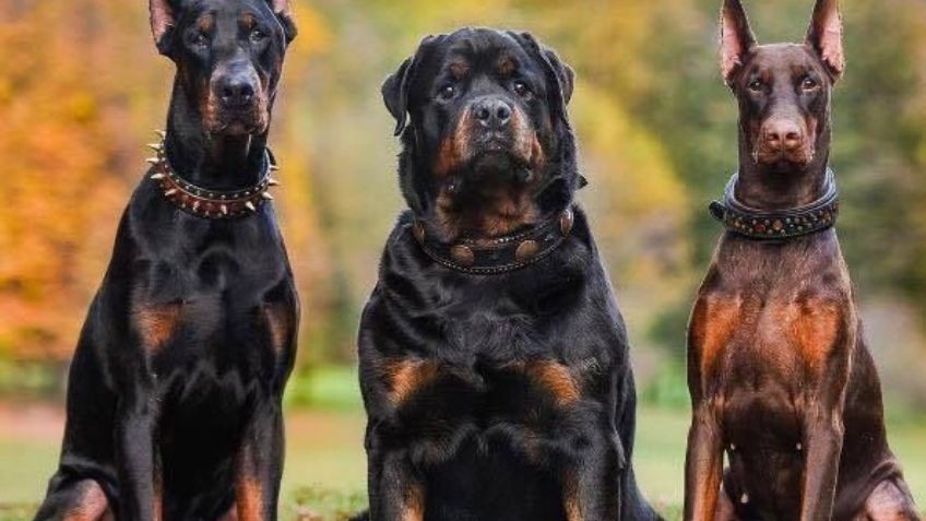 ¡No los confundas! Estas son las diferencias entre un rottweiler y un dóberman