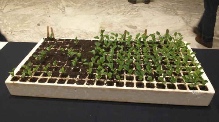 Guar llega como una opción rentable para las siembras de verano en Sonora