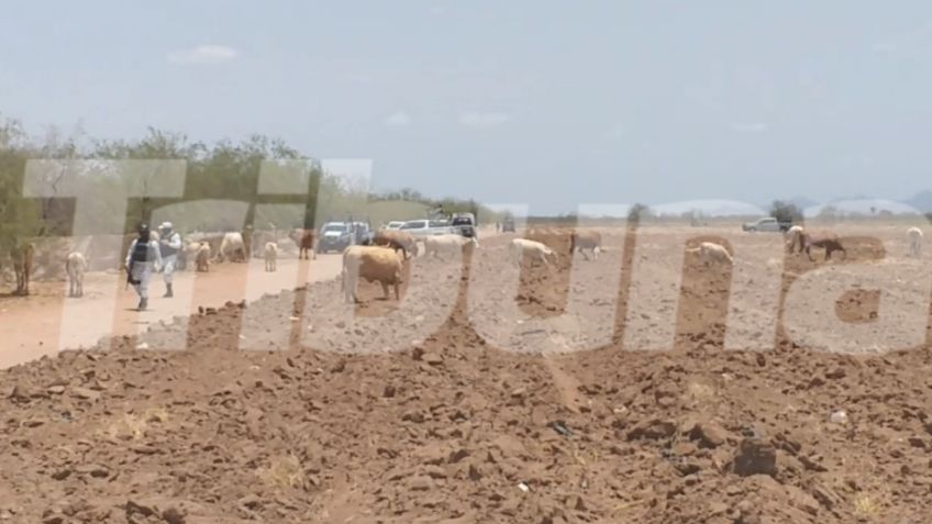 Sonora: Identifican a joven asesinado por sicarios en campo agrícola; es hijo de un policía