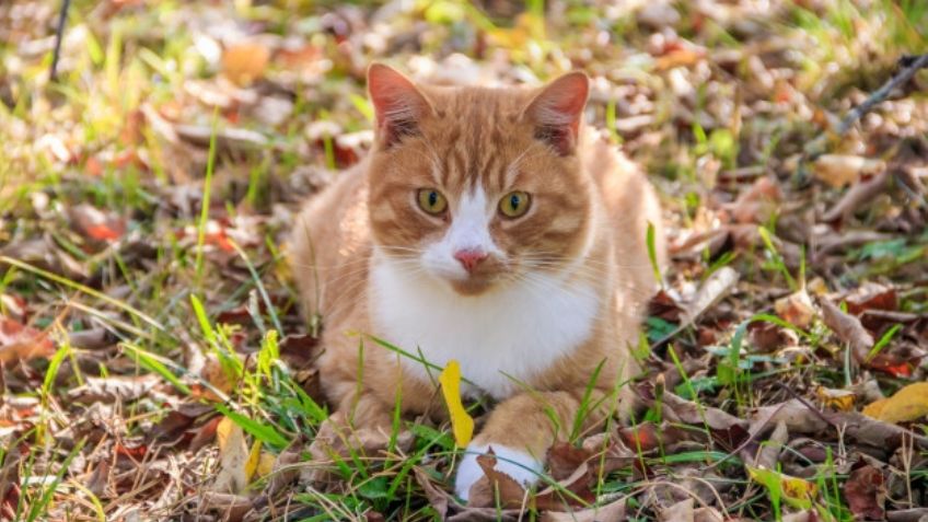 Consigue dar un paseo con tu gato gracias a estos sencillos consejos