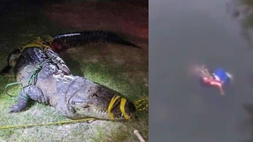 (FUERTE VIDEO) "Está muerta": Cocodrilo ataca y asesina a 'Doña Lety'; así flotó su cadáver