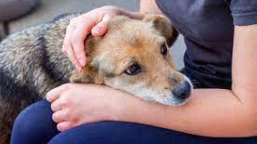 Conoce la brucelosis, la terrible enfermedad que tu perro puede contagiarte