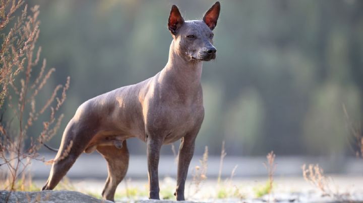 Deja que tu perro posea todo el poder de los dioses maya con estos fantásticos nombres