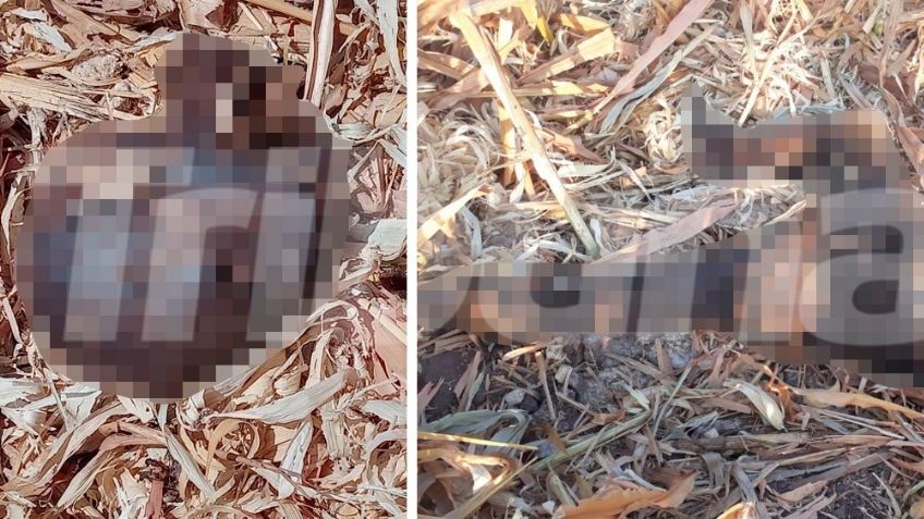 Sonora: Hallan cabeza putrefacta de hombre decapitado localizado hace días en el Valle del Yaqui