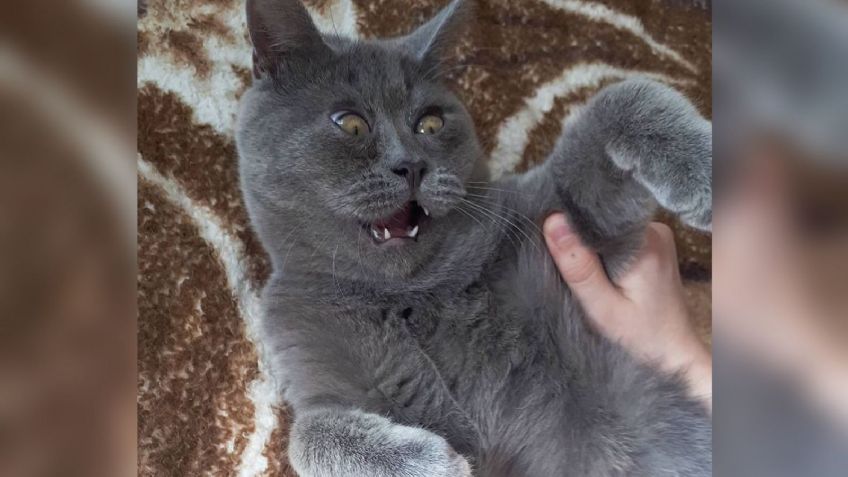 ¡A un lado 'Chems'! Gatita arrasa en redes por su expresión siempre sorprendida