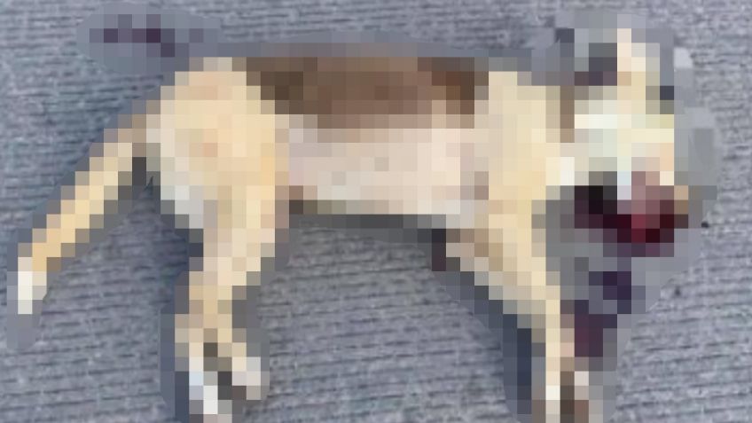 Cruel ataque: Matan a balazos a perrita en Ciudad Obregón y piden que se haga justicia